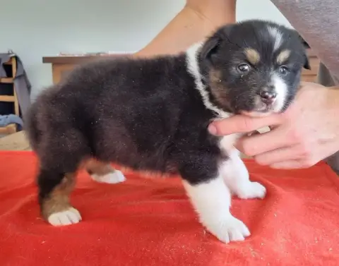 Berger Australien  Chiot N°4 Des Hirondelles Du Voyag e5476 photo 2
