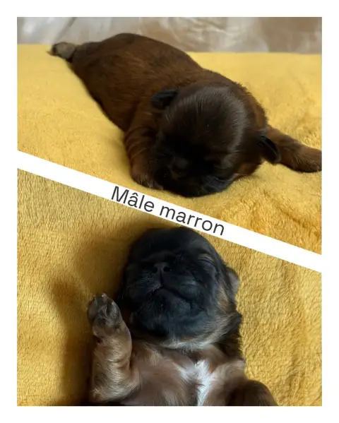 Shih Tzu 
                        Bébé 4 Mâle Du Vill 599c1
