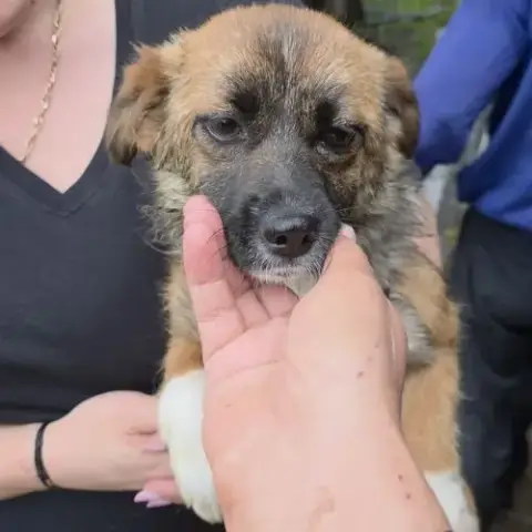 Rosie À L'Adoption