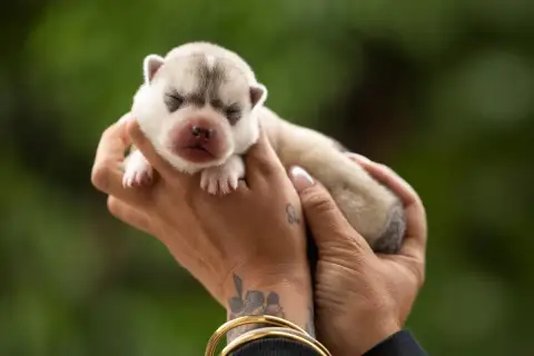 Siberian Husky  Bad Boy Sibérian Of Winter Bell