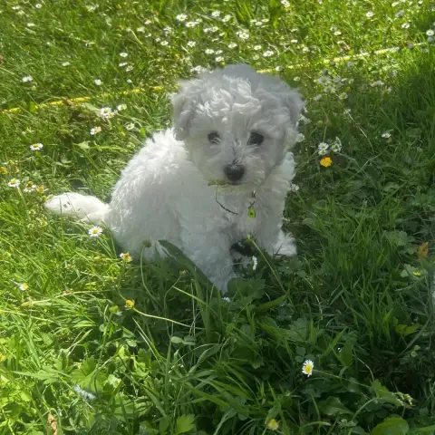 Adopter Bichon Frise  Bounty Du Royaume Des Joyeux Tenerife D 2aee7