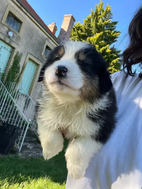 Berger Australien  Chiot N°5 Des Eclats De Quasar