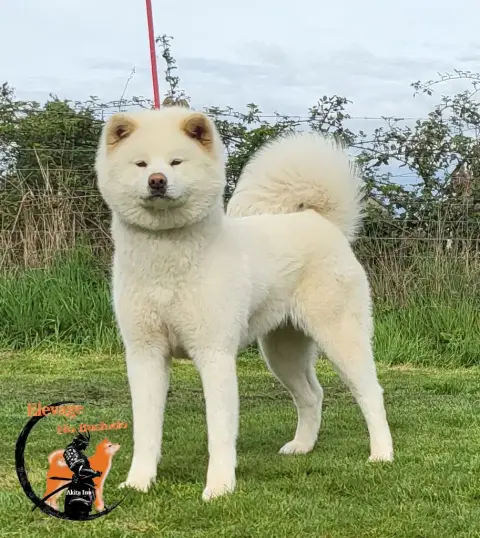 Akita  Chiot Collier Noir Of Imperial Kitsune photo 3