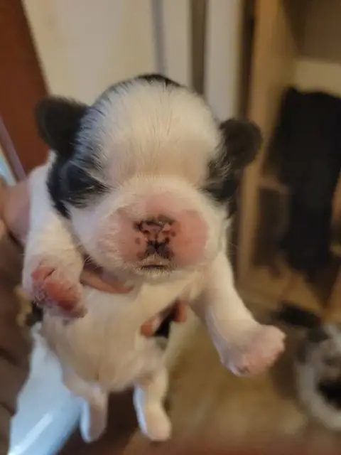 Shih Tzu  Boy 1 De La Vallée Aux Mille Fleurs