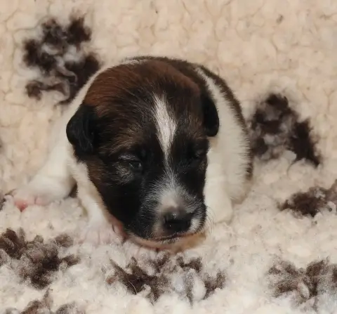 Fox Terrier Poil Lisse  B De La Rivière Landelot