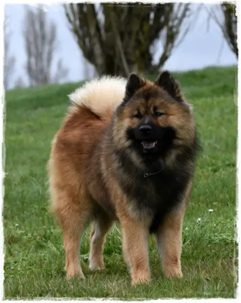 Eurasier  Chiot 1 Des Legendes De Retz photo 3