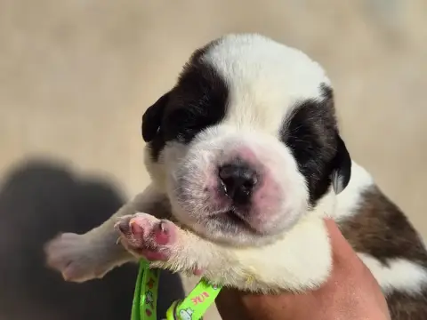 Chien Du Saint-