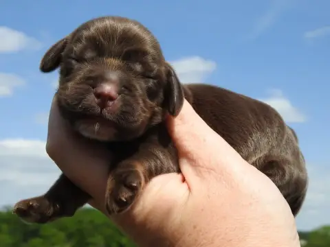Cocker Spaniel Anglais  Femelle Chocolat Du Clos De L 293f8