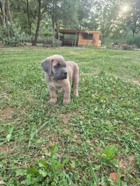 Cane Corso  Froment Collier Rouge Des Diamants Du Col 0e554 photo 2