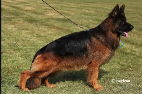 Berger Allemand Poil Long  Chiot 5 Du Chemin De L'Odo daa79 photo 3