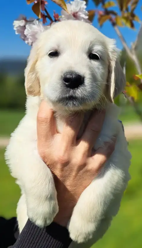 Golden Retriever  Bacchus (Ruban Vert) Of Mayajoe'S D 1e89c