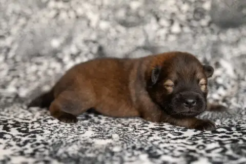 Eurasier  Miss Rose Les Constellations Au Clair De Lu 60acf