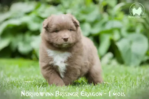 Chien Finnois De Laponie  Brisingr Eragon Norhowynn 7e7b3 photo 3