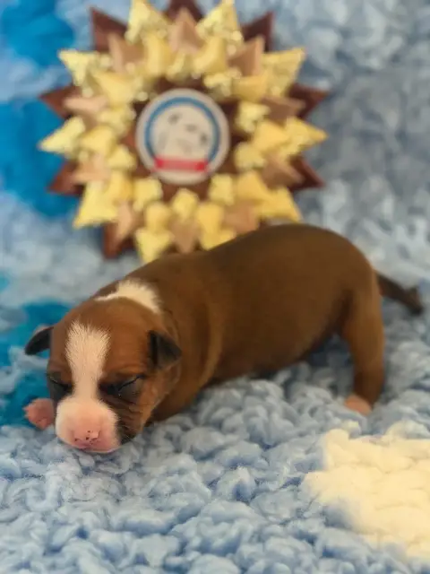 American Staffordshire Terrier  Bloom Des Fauves Du P e7cdf photo 3