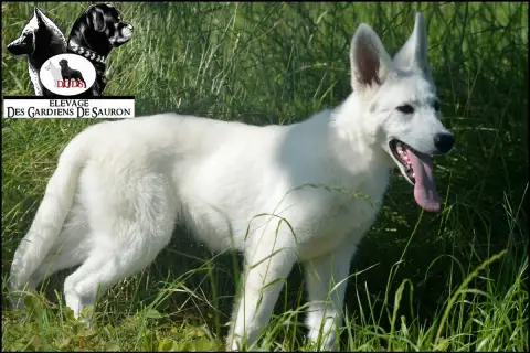 Berger Blanc Suisse  Ayko Des Gardiens De Sauron photo 2