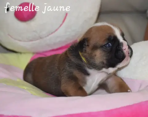 Bulldog Anglais photo 2