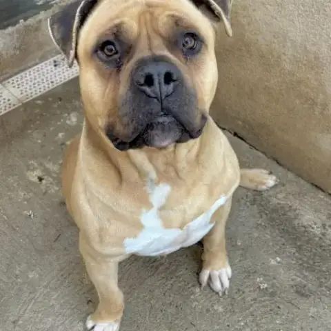 Chien Bobino À L Adoption