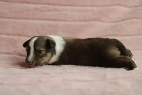Shetland Sheepdog  Bëor De L'Or Des Fées