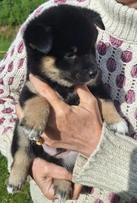 Shiba  Chiot N°2 Du Sceau-