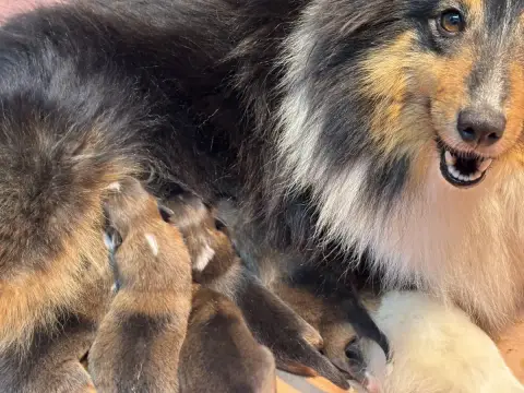 Shetland Sheepdog  Bounty Gold Du Cèdre Enchanté
