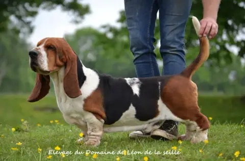 Basset Hound  Collier Jaune Du Domaine Du Bois Dore b7cc4 photo 3
