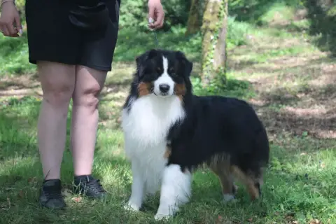 Berger Australien  Chiot N°1 De Windy'Stia photo 2