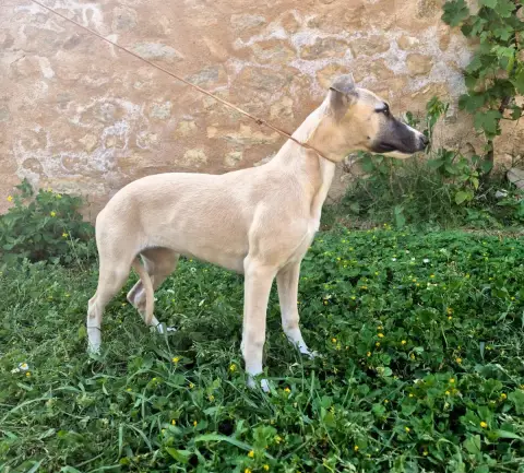 Whippet  Blackpearl Du Domaine De Tinuchka