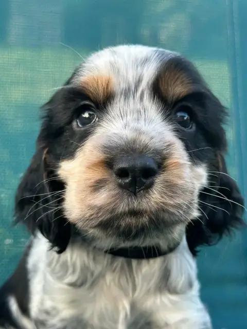 Cocker Spaniel Anglais  Collier Noir De L'Empereur Si b674a