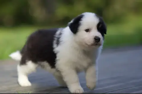 Berger Australien  Chiot 3 Bambou De La Vallée Des Au d53f5
