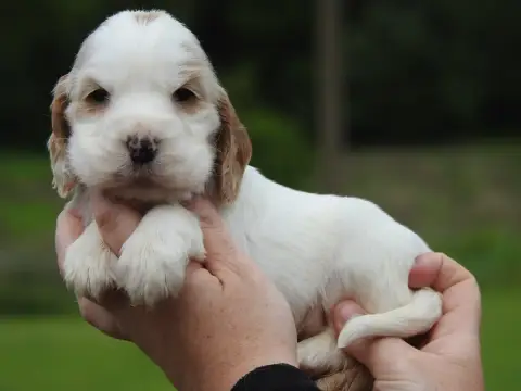 Cocker Spaniel Anglais