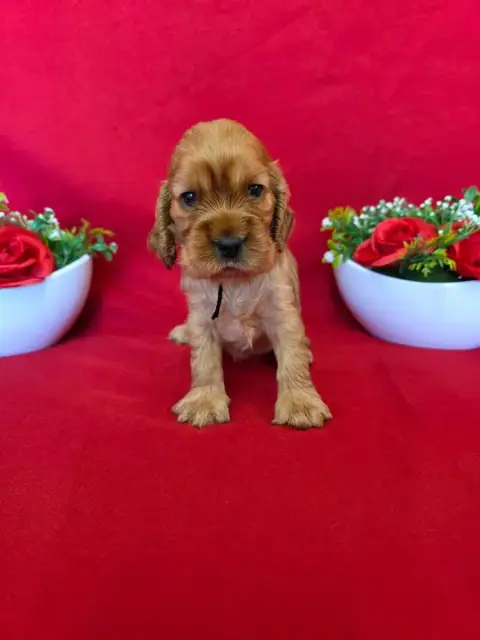Cocker Spaniel Anglais  B........... Du Domaine De St 2b3db photo 3