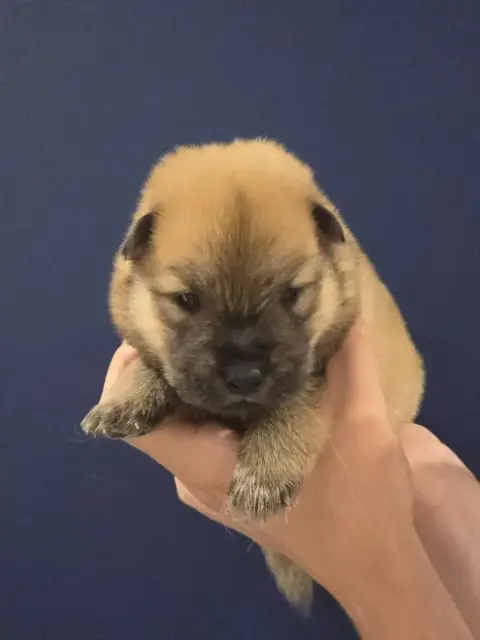 Eurasier  Aqua Du Royaume D'Ebène