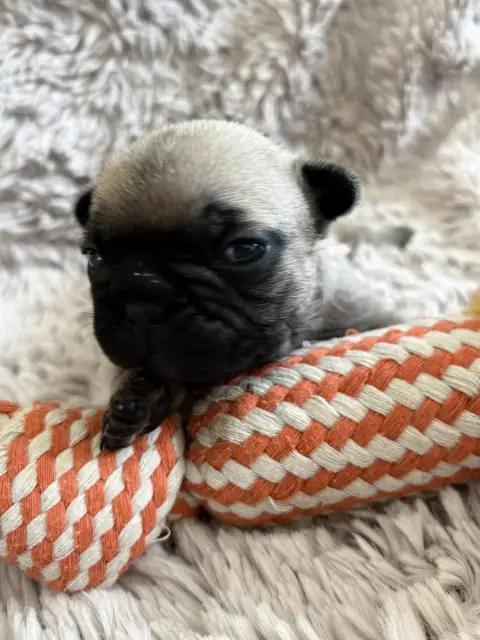 Bouledogue Français  Collier Rose