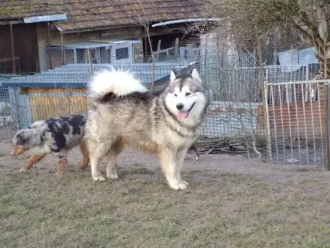 Alaskan Malamute  Bella photo 2