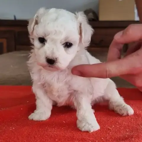 Bichon Frise  Chiot N°4 Des Hirondelles Du Voyage photo 3