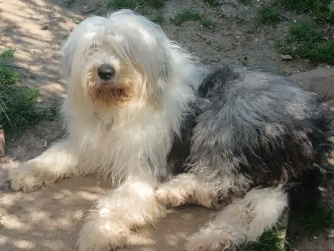 Bobtail  Balou Du Royaume De Plume photo 3