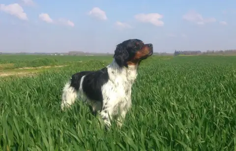 Epagneul Breton  Chiot 4 Des T'Chiots Picards photo 2