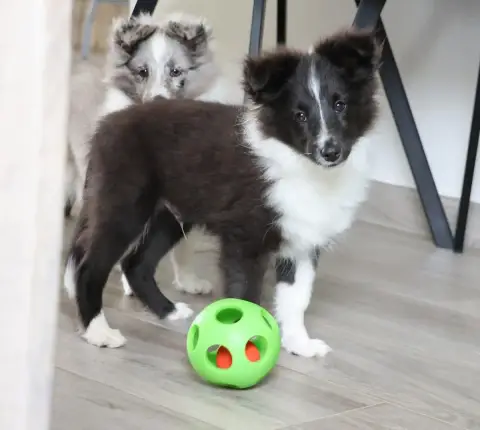 Shetland Sheepdog  Chiot N°2 Du Royaume De La Petite  0228d photo 2