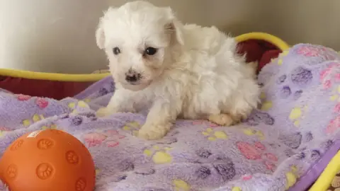 Adopter Bichon Frise 
                        Chiot N°6 Du Do 51d3f