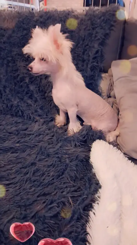 Chien Chinois À Crête  Angus Des Trésors Des Petites  6d93c