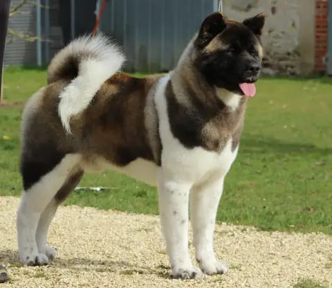 Akita Americain  Be My Lady Des Gardiens De La Cigogn e9511 photo 3