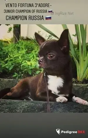 Chihuahua  B Paloma Small And Snob photo 2