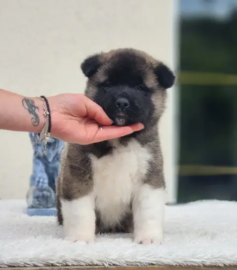 Akita Americain  Bunta Of Bear'S Park photo 3