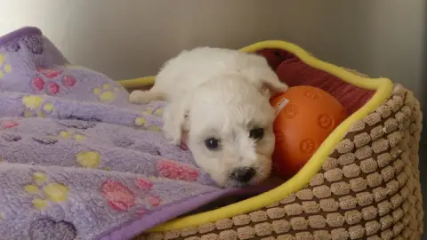Adopter Bichon Frise 
                        Chiot N°3 Du Do 1a344
