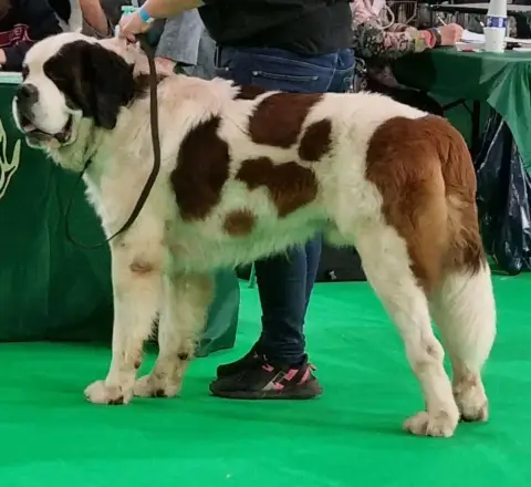 Chien Du Saint- photo 2