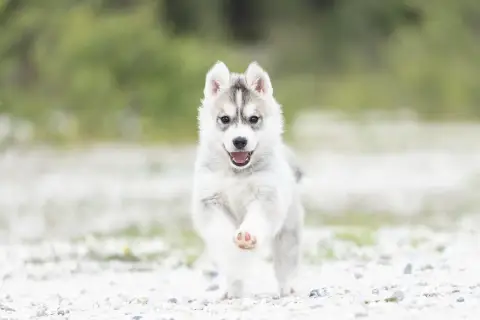 Siberian Husky  Buffy Zorsky