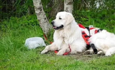 Golden Retriever  Chiot N°2 photo 3