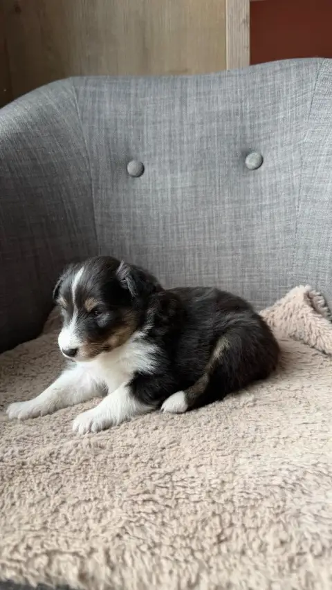 Shetland Sheepdog  Chiot N°4 Du Banc Des Hermelles photo 2