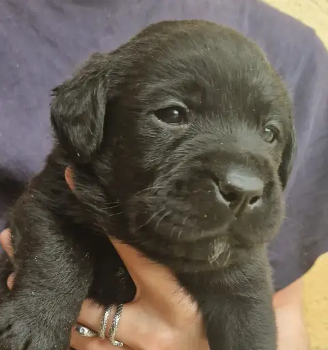 Labrador Retriever  Noire 5 Des Terres Sacrees photo 3