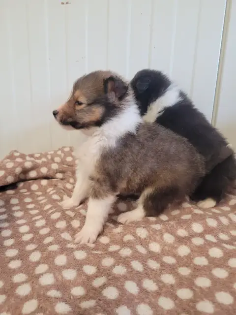 Shetland Sheepdog  Chiot N°1 Des Terres De Bourguenai 71f8c photo 2